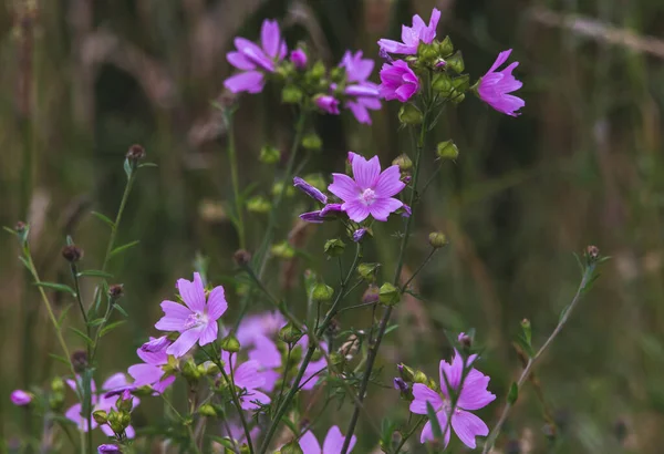 在田野里嗡嗡作响的紫色小花的选择性聚焦镜头 — 图库照片