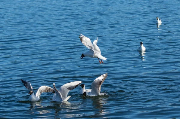 Hög Vinkel Skott Måsar Flyger Reflekterande Sjö — Stockfoto