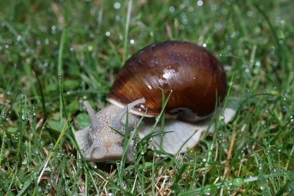 Closeup Portrait Wet Snail Crawling Grass Covered Rain Droplets — Stock Photo, Image