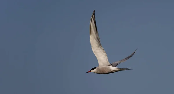 Uçan Güzel Bir Kuşun Seçici Odak Noktası — Stok fotoğraf