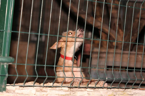 Homeless Abandoned Dog Cage Animal Shelter — Stock Photo, Image