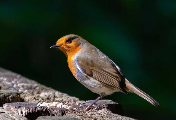 Eine Selektive Fokusaufnahme Eines Rotkehlchens Auf Einem Stein — Stockfoto