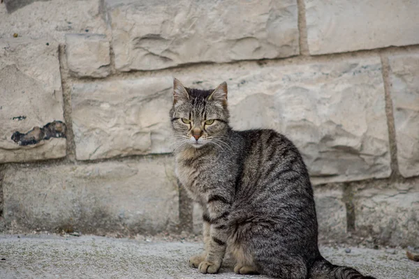 밖에서 줄무늬 고양이를 클로즈업 — 스톡 사진