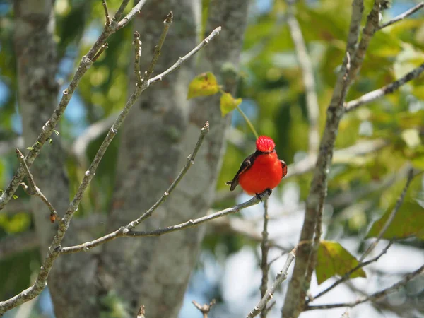 Gros Plan Cardinal Nord Sur Une Branche Arbre Pendant Lumière — Photo