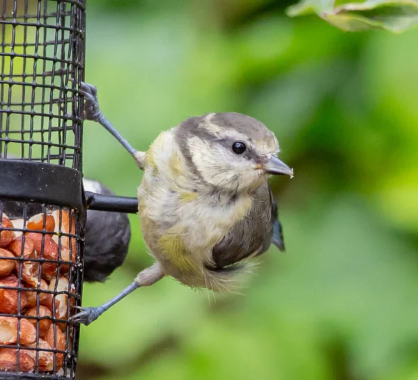 Selective Focus Shot Blue Tit Perched Birdhouse — Stock Fotó