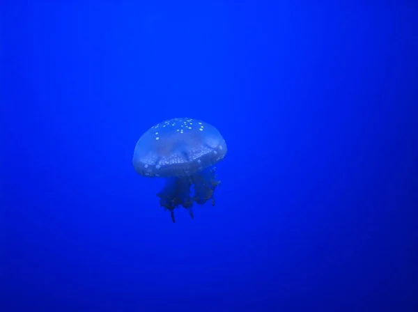 Крупный План Медузы — стоковое фото