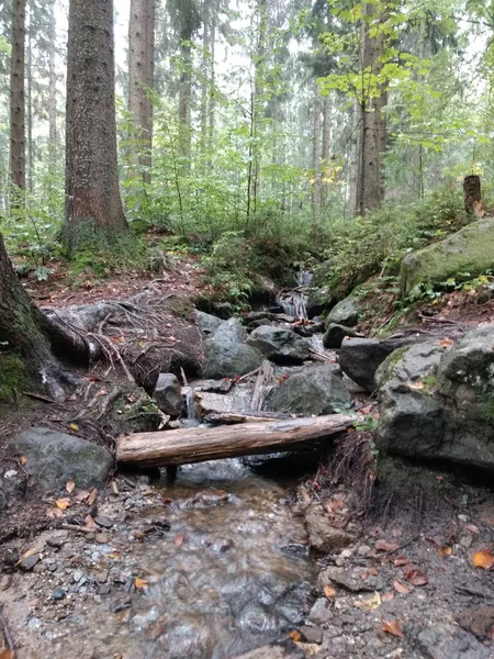 Vertical Shot Freshwater Stream Flowing Rocky Path — Stock Photo, Image