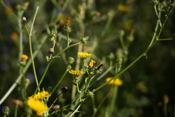 Primer Plano Una Flor Hierba Halcón Crecimiento —  Fotos de Stock