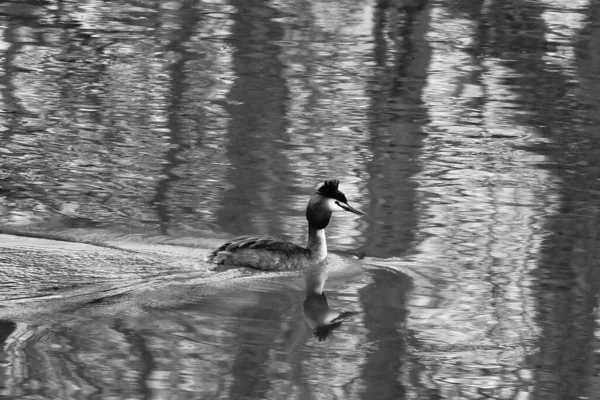 Grayscale Shot Bird Swimming Pond — Stock Photo, Image