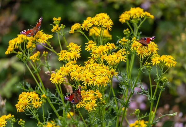 Селективный Снимок Красивых Бабочек Желтых Маргаритках Растущих Поле — стоковое фото