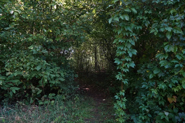 Una Vista Sendero Hacia Bosque — Foto de Stock