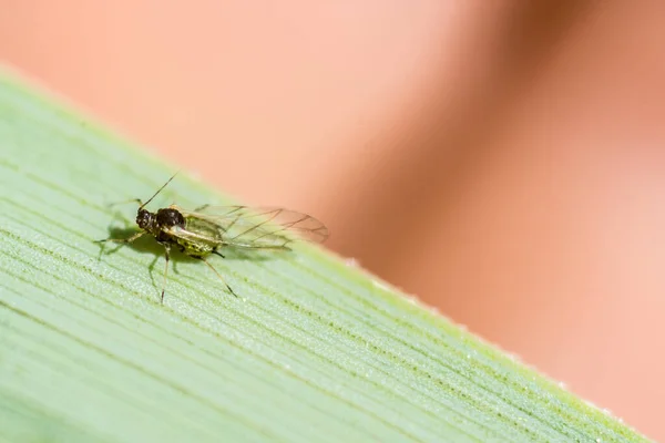 Closeup Shot Insect Green Plant — Stock Photo, Image