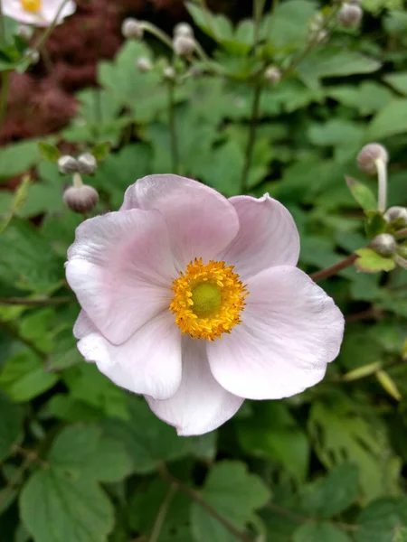 Pionowe Zbliżenie Ujęcie Anemone Kwiaty Ogrodzie — Zdjęcie stockowe