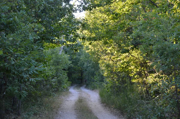 초목들 사이의 비포장도로 — 스톡 사진