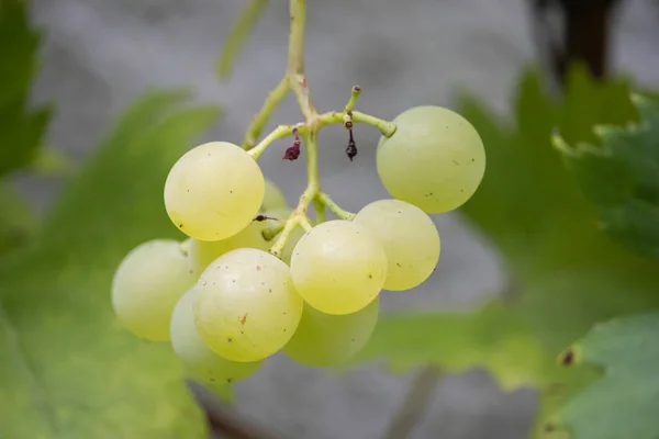 Closeup Shot White Grape Vine — Stock Photo, Image
