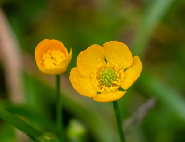 Ein Selektiver Fokusschuss Des Blühenden Gelben Mohns — Stockfoto