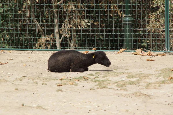 小さな黒い子ヤギが動物園の檻の中に横たわっていた — ストック写真