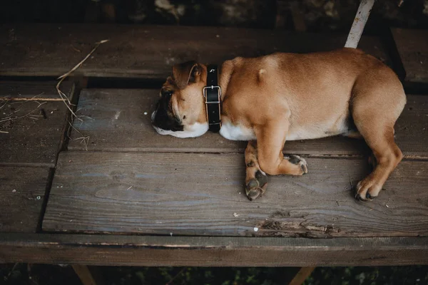Closeup Shot Sleeping Dog Wooden Floor — Stock Photo, Image