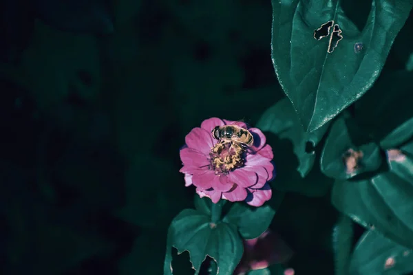 Primer Plano Abejas Zinnia Común —  Fotos de Stock