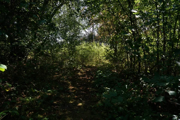 夏天一片茂密凌乱的森林树叶 — 图库照片