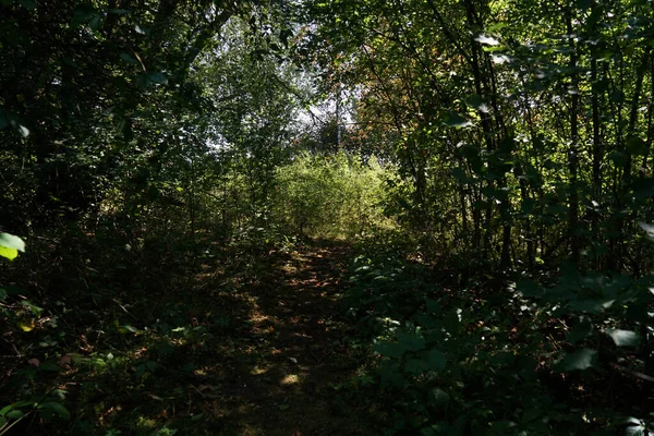 Uma Densa Folhagem Floresta Bagunçada Verão — Fotografia de Stock