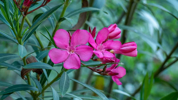 Primo Piano Fiori Oleandro — Foto Stock