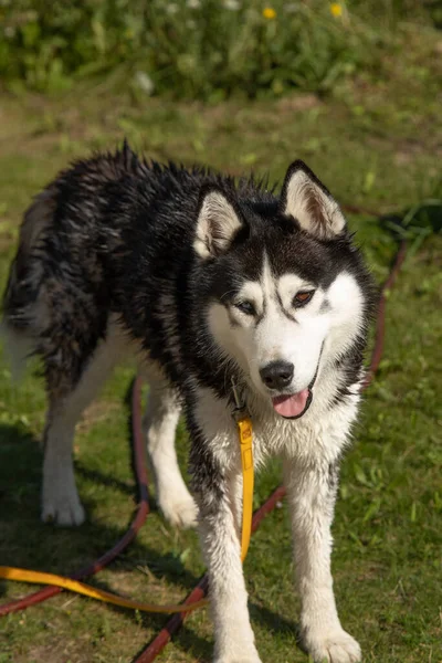 Крупный План Сибирской Хаски Собаки Поводке — стоковое фото