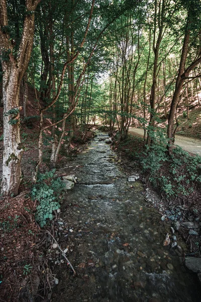 Tiro Vertical Pequeno Riacho Lado Caminho Meio Floresta — Fotografia de Stock