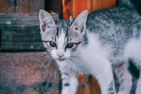 Primer Plano Gato Doméstico Pelo Corto —  Fotos de Stock