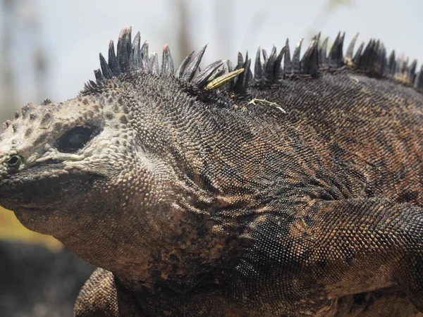 Primo Piano Iguana Marina All Aperto Durante Giorno — Foto Stock