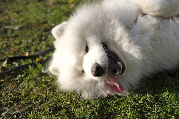 Een Schattige Witte Samoyed Hond Liggend Het Gras Met Zijn — Stockfoto