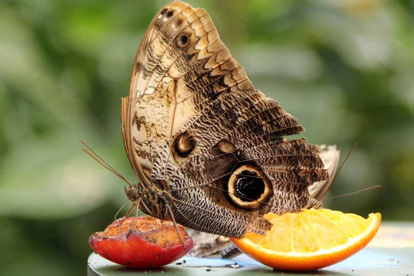 Tiro Close Uma Bela Borboleta Própria Com Asas Fechadas — Fotografia de Stock