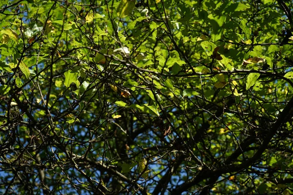 Крупним Планом Щільне Брудне Листя Лісу Влітку — стокове фото