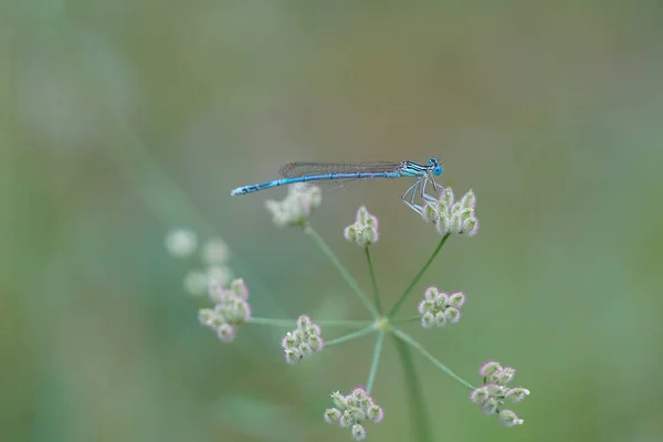 Een Closeup Shot Van Een Libelle Een Witte Yarrow — Stockfoto