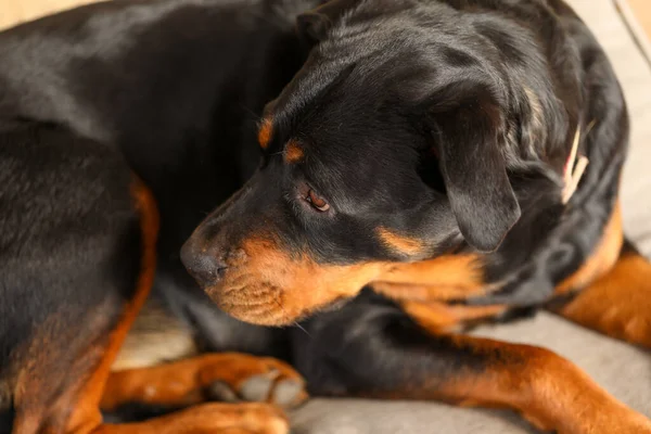 Primer Plano Una Hembra Rottweiler Acostada Colchón Bajo Luz Del —  Fotos de Stock