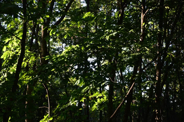 Gros Plan Végétation Verte Dans Les Bois Avec Lumière Soleil — Photo