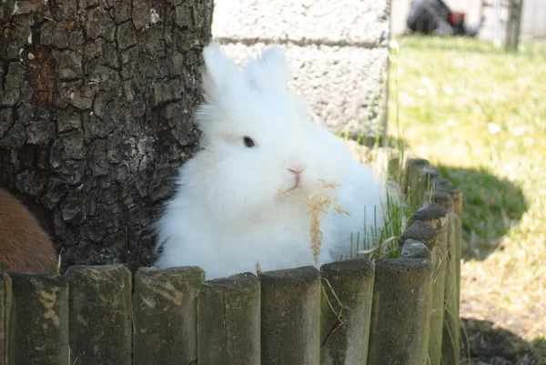 Närbild Söt Fluffig Vit Kanin — Stockfoto