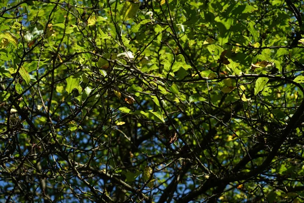 Gros Plan Feuillage Dense Salissant Été — Photo