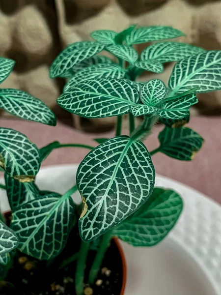 ポット内の緑のアンスリウム植物の垂直閉鎖ショット — ストック写真