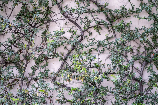 Horolezecké Rostliny Krásně Zakrývají Zeď Zahradě — Stock fotografie