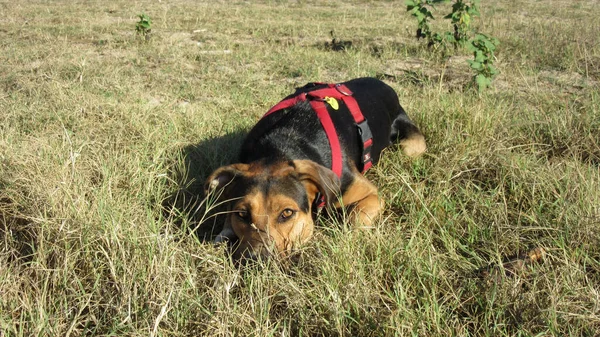 Tiro Close Cão Adorável Deitado Grama Verde — Fotografia de Stock