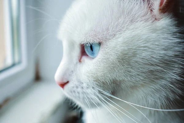 Ένα Κοντινό Πλάνο Μιας Γαλανομάτας Λευκής Γάτας — Φωτογραφία Αρχείου
