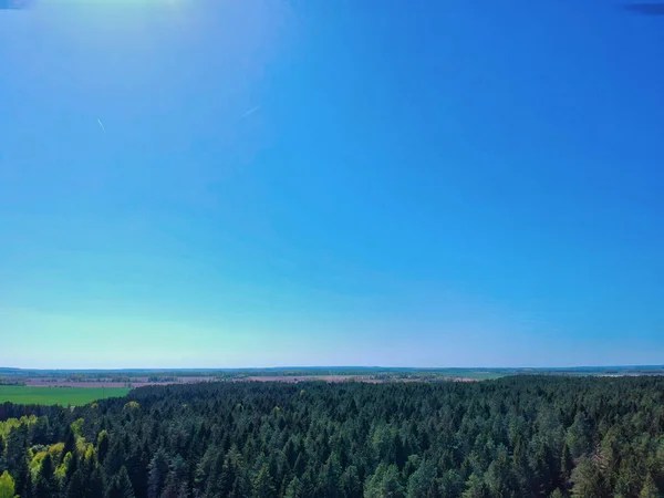 Высокоугольный Снимок Леса — стоковое фото