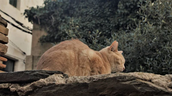 Μια Επιλεκτική Φωτογραφία Μιας Αξιολάτρευτης Γάτας Ξαπλωμένης Στο Έδαφος — Φωτογραφία Αρχείου