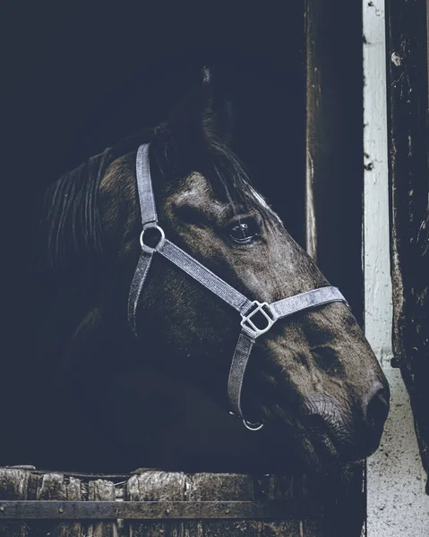 Gros Plan Vertical Cheval Noir Avec Collier — Photo