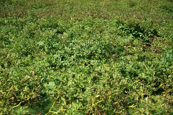 Primer Plano Denso Follaje Del Bosque Desordenado Verano — Foto de Stock