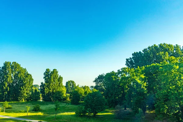 Prachtig Uitzicht Een Fris Groen Veld Met Zonovergoten Bomen Mainz — Stockfoto