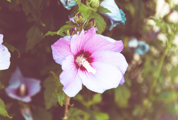 Gros Plan Blanc Mélangé Une Fleur Rose Sur Fond Flou — Photo