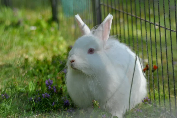 Närbild Söt Fluffig Vit Kanin — Stockfoto