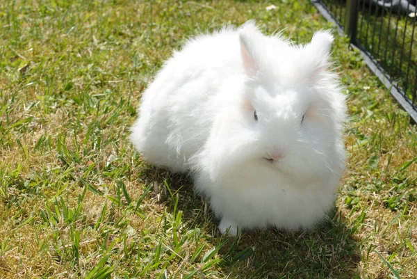 Eine Nahaufnahme Eines Niedlichen Weißen Hasen Der Auf Einem Gras — Stockfoto